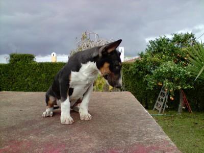 VENDO BULL TERRIER