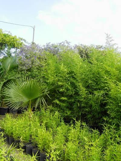 Bambu amarillo en contenedor