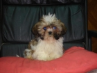 CACHORROS DE SHIH TZU 400 - mejor precio | unprecio.es