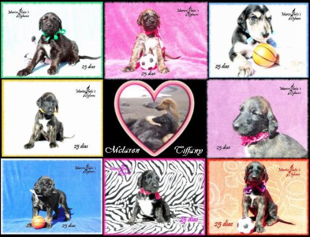 GALGOS AFGANOS Cachorros