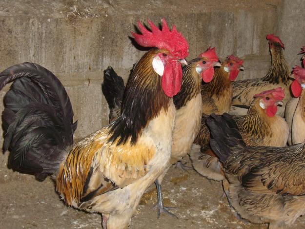 huevos fecundos
