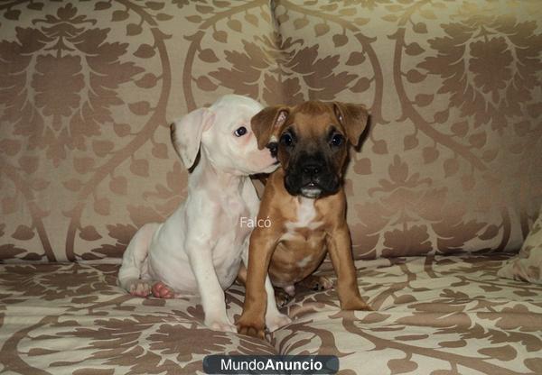 Precioso BOXER... leonado