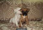 Precioso BOXER... leonado - mejor precio | unprecio.es