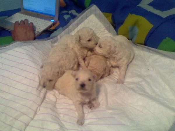 vendo caniches
