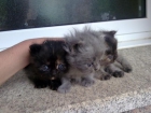 vendo gatos persa - mejor precio | unprecio.es