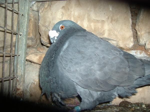 Vendo palomos Jiennenses de vuelo