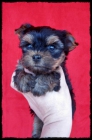 Yorkshire Terrier - mejor precio | unprecio.es