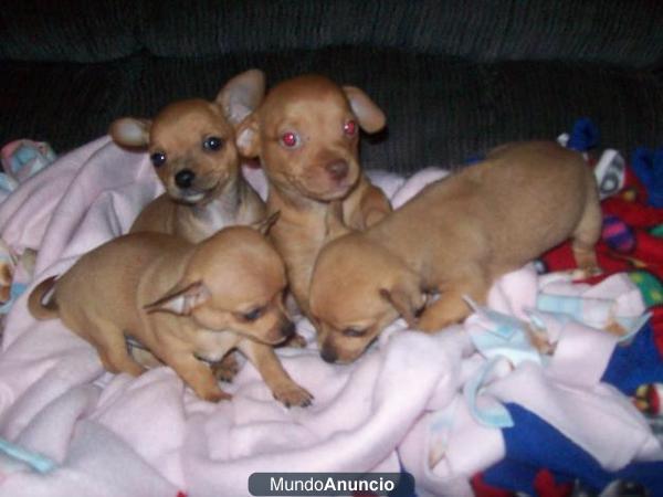 2 machos y 2 hembras, cachorros de Chihuahua.