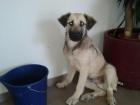 Adopta a Bruno - mejor precio | unprecio.es