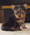 AUTENTICOS CACHORRRITOS 100 YORKSHIRE TERRIER - mejor precio | unprecio.es