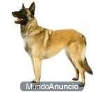 busco cachorro entre 2 y 4 meses