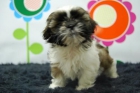 cachorros de sith tzu - mejor precio | unprecio.es