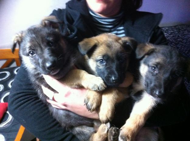 Cachorros pastor aleman