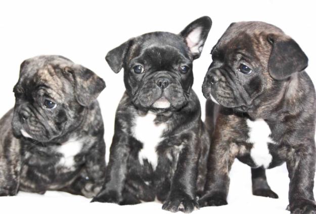 FABULOSA CAMADA DE BULLDOG FRANCES
