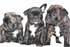 FABULOSA CAMADA DE BULLDOG FRANCES - mejor precio | unprecio.es
