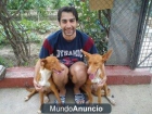 Paseo y ocio canino - mejor precio | unprecio.es