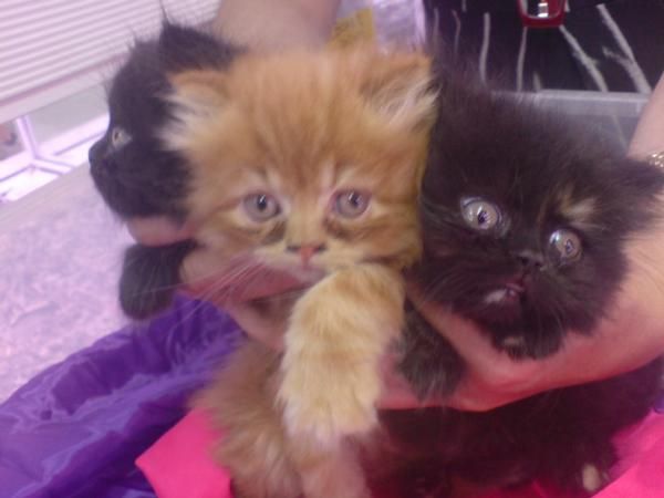 PERSA   Gato plácido, tranquilo, flemático, sedentario, que puede vivir felizmente en un apartamento. Sociable, pacífico