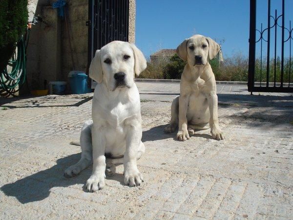 PROXIMA CAMADA DE LABRADORES BLANCOS