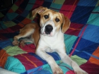 REGALO PERRITA URGENTE!!! LLEVA EL CHIP Y VACUNADA, RAZA GRANDE - mejor precio | unprecio.es