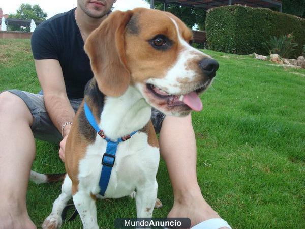 Regalo precioso Beagle macho.