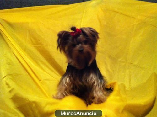 regalo: Servicio de renta para monta de excelente Yorkshire terrier