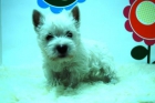 westty cachorritos en madrid - mejor precio | unprecio.es