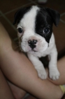Bulldog Francés - mejor precio | unprecio.es