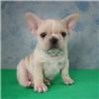 Bulldog Frances cachorros - mejor precio | unprecio.es