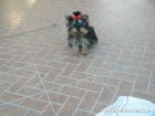 Cachorritos de yorkshire. Preciosos 200 euros. - mejor precio | unprecio.es