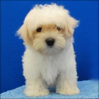 cachorro maltipoo que requieren un nuevo amigo - mejor precio | unprecio.es