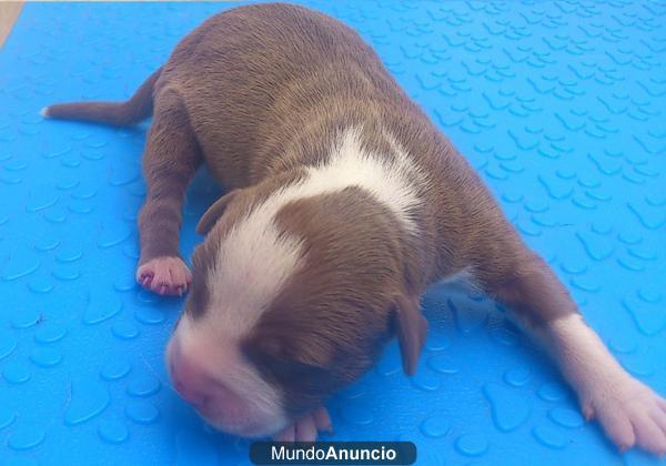 impresionantes cachorros de pit bull anchos y bajitos