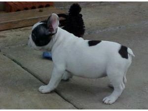 Mayoría de los franceses suave Bulldogs cachorros libre ahora.