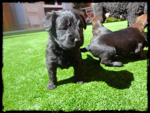 se regalan cachorros perra de agua