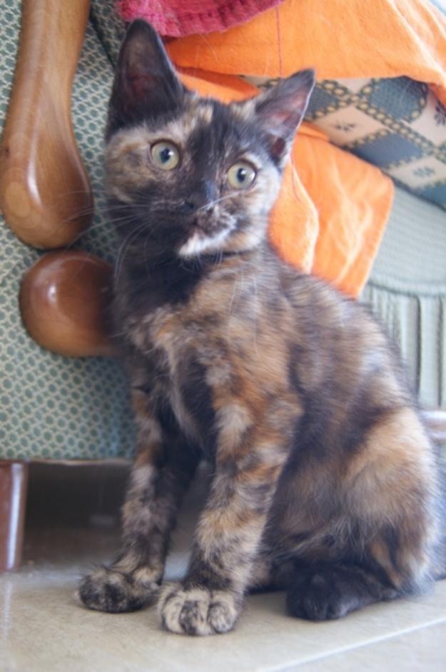 Célia, una gatita carey espectacular en adopción