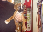 Boxer,cachorros en venta - mejor precio | unprecio.es