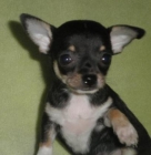Cachorritos de Chihuahua preciosos - mejor precio | unprecio.es