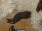 Cachorros de Perros de Agua 90 € - mejor precio | unprecio.es