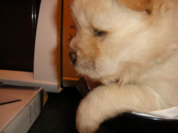 chow chow blanquitos