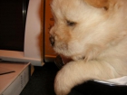 chow chow blanquitos - mejor precio | unprecio.es