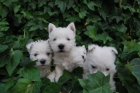 Disponibles Westy, con Loe, divinos perritos, exposicion o compañia - mejor precio | unprecio.es