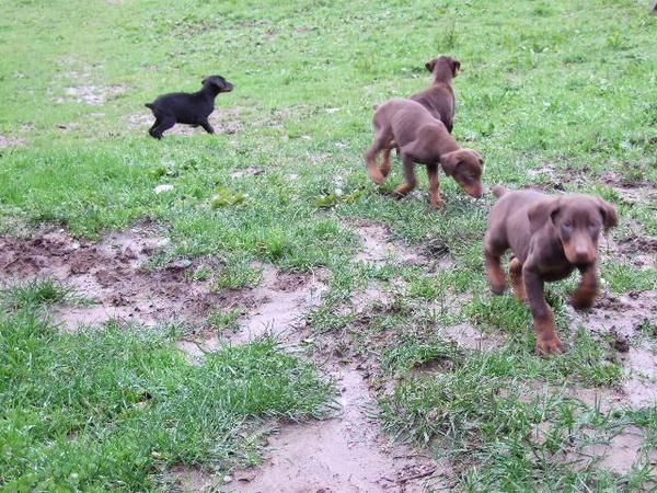 Doberman cachorros