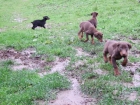 Doberman cachorros - mejor precio | unprecio.es