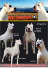 excelenta camada de dogos argentinos - mejor precio | unprecio.es