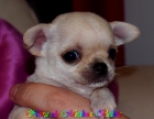 excelente chiuhuahua hembra Nora de Medina Belda, muy pequeña,...... - mejor precio | unprecio.es