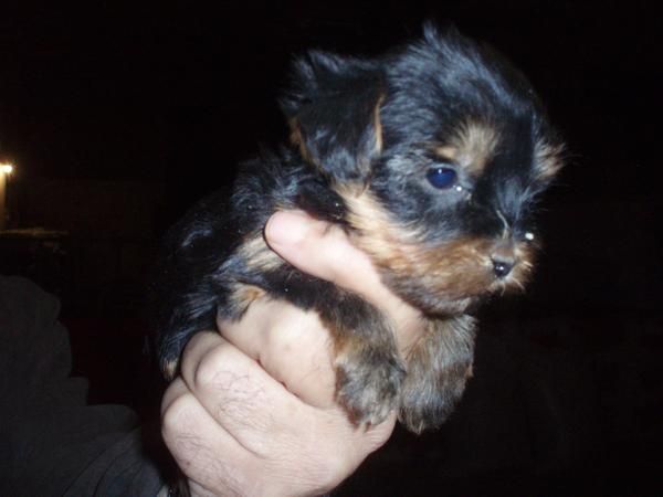 Pequeñitos cachorros de YORKSHIRE CON PEDIGREE 450E