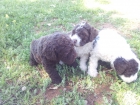 perros de agua en chocolate,negro y bicolor.... - mejor precio | unprecio.es