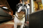 Regalo Frenchie (bulldog frances) - mejor precio | unprecio.es