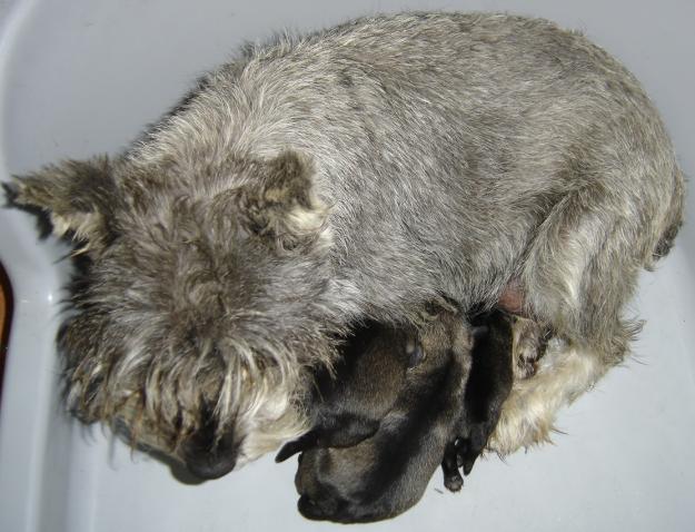 Schnauzer miniatura sal y pimienta