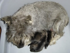 Schnauzer miniatura sal y pimienta - mejor precio | unprecio.es