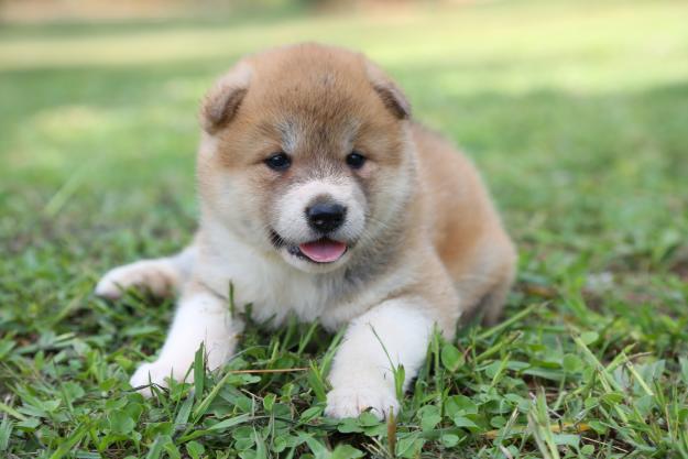 Se venden cachorros akita inu.